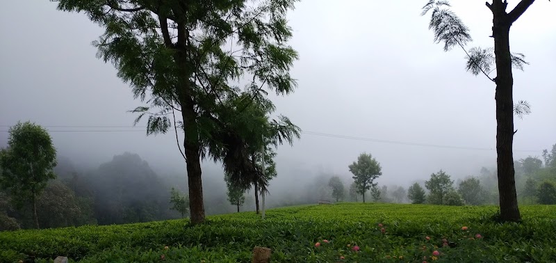 Tea estate - Tea estate 9R4J+HV3, Unnamed Road, Burliyar, Tamil Nadu 643102, India