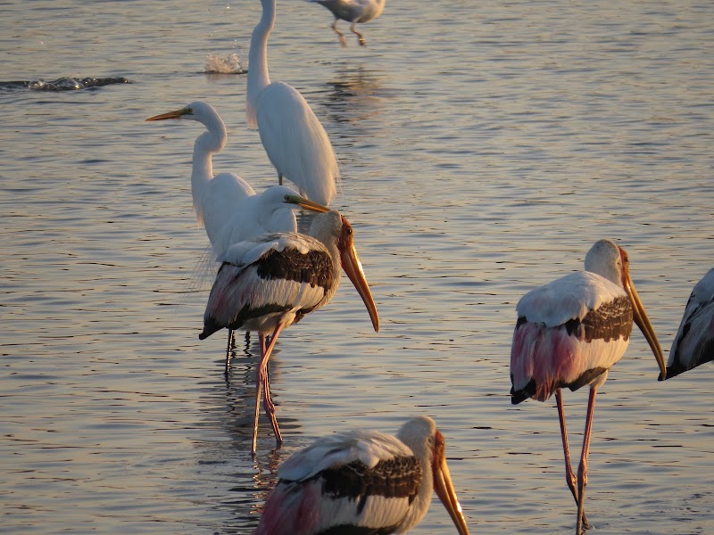 Bird Sanctuary - Bird Sanctuary, South-Coast Rd, Sri Lanka