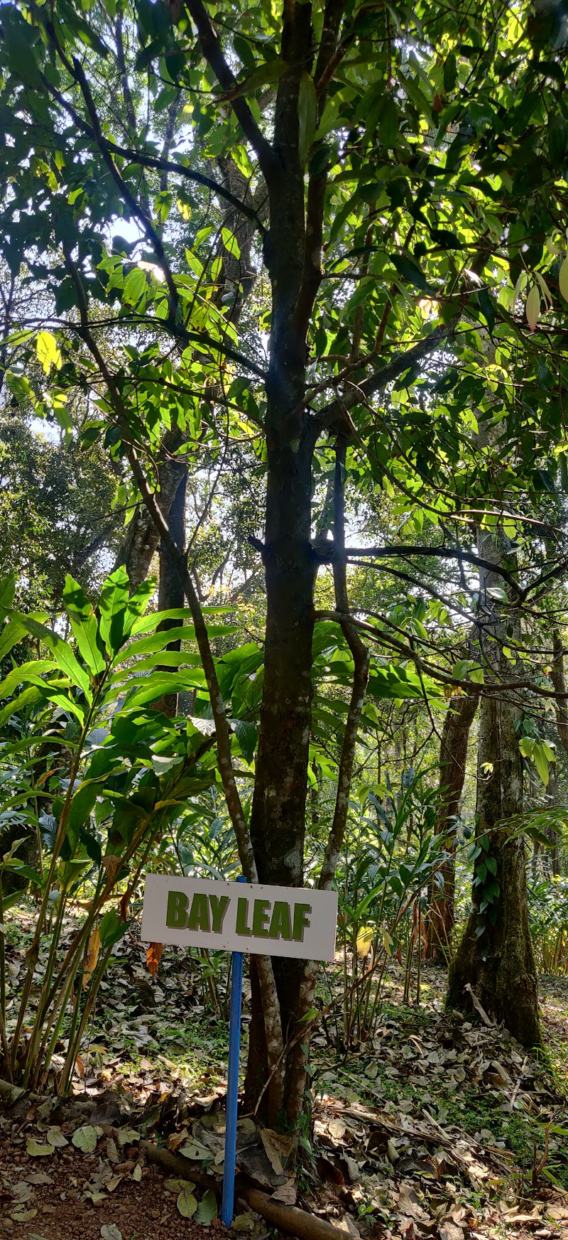 Mercara Gold Estate Coffee Plantation - Mercara Gold Estate Coffee Plantation Unnamed Rd, Katakeri, Karnataka 571201, India