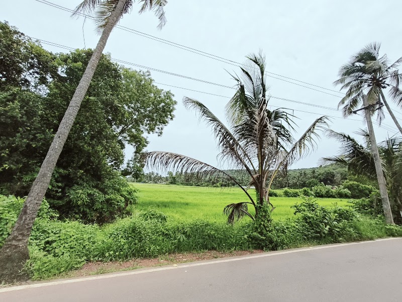 Parra coconut tree 🌴 road - Parra coconut tree 🌴 road, HQHJ+4RJ, St. Annes Church Rd, Parra, Goa 403510, India