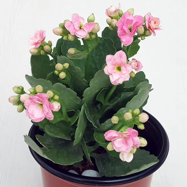 Pramukh Nursery - Pramukh Nursery, Nilkanth Farm House, Ring Road, near Yatri Niwas Hotel, Silvassa, Dadra and Nagar Haveli and Daman and Diu 396230, India
