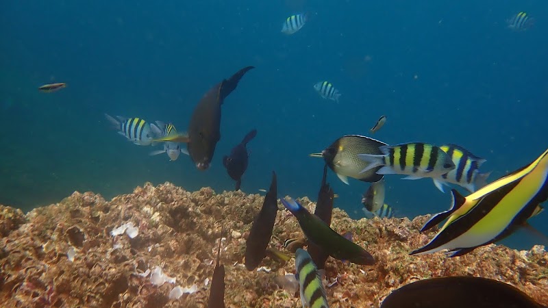 Weligama Bay Dive Center , PADI 5 Star Dive Resort - Weligama Bay Dive Center , PADI 5 Star Dive Resort, No.126, Kapparatota, Weligama 81700, Sri Lanka
