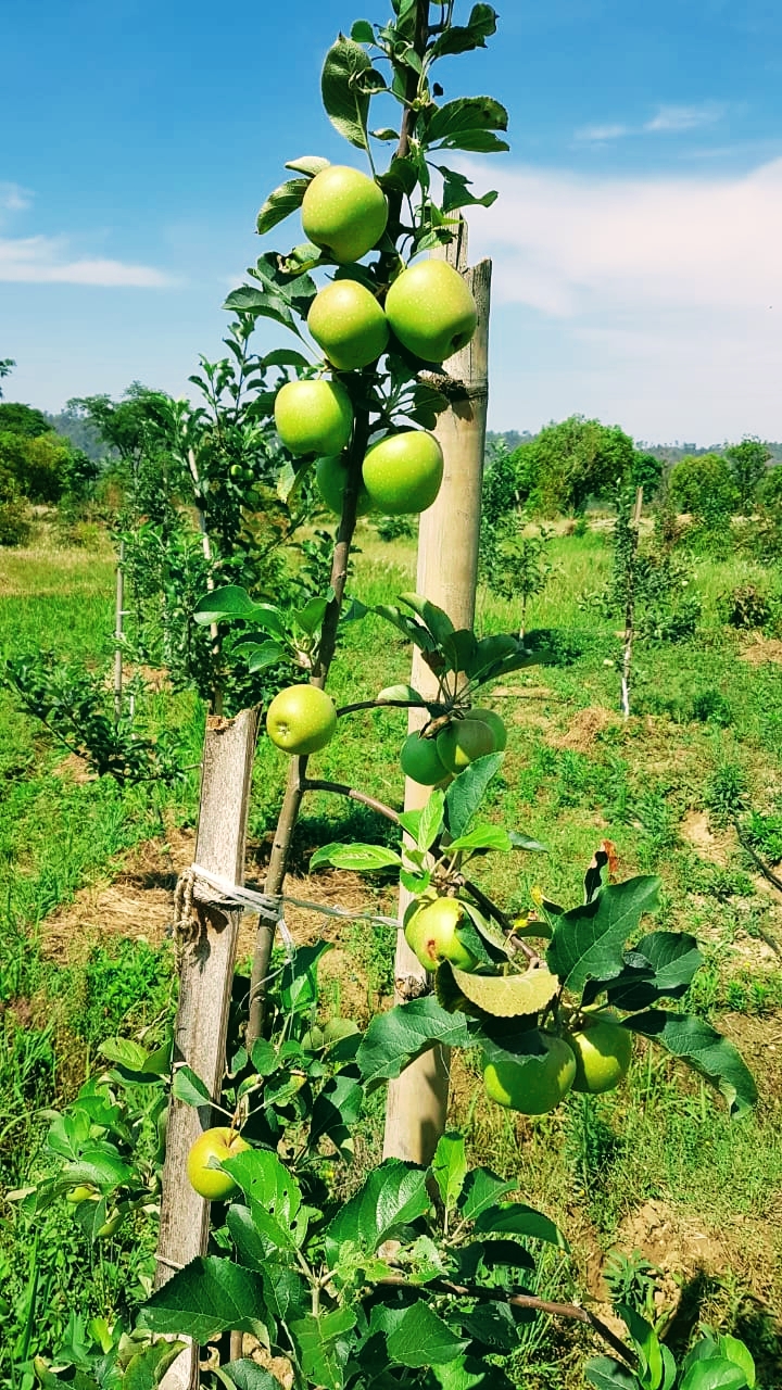 PANDAV APPLE ORCHARD - PANDAV APPLE ORCHARD, Pandav Niwas,VPO Sullah, Sullah, Majhakra, Himachal Pradesh 176085, India