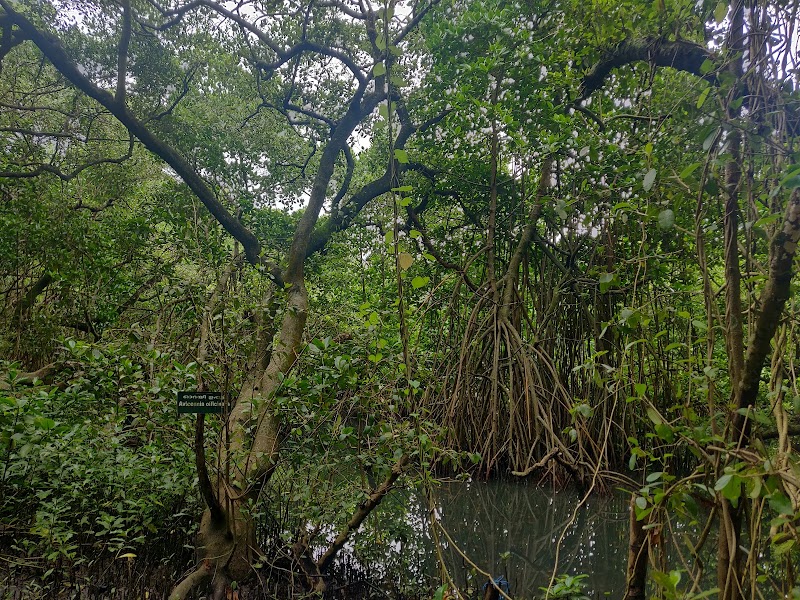 Mangalavanam Bird Sanctuary - Mangalavanam Bird Sanctuary High Ct Rd, Marine Drive, Kochi, Kerala 682018, India
