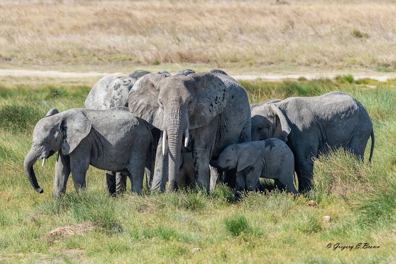 Dolphin Tours & Safaris Ltd - Dolphin Tours & Safaris Ltd, Plot # 32, New Mkuyuni Mwanza TZ, 1906, Tanzania