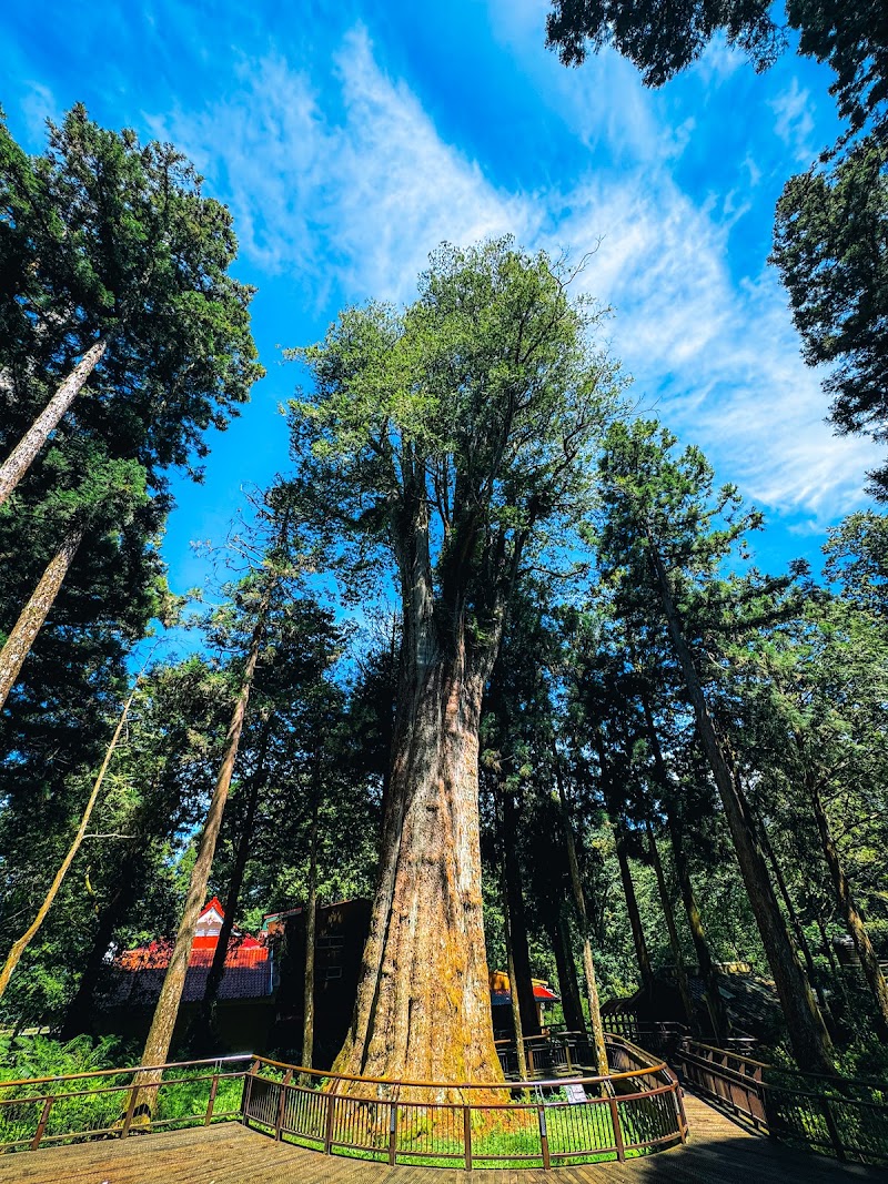 Alishan National Forest Recreation Area - Alishan National Forest Recreation Area No. 59號, 中正村 東, Alishan Township, Chiayi County, Taiwan 605