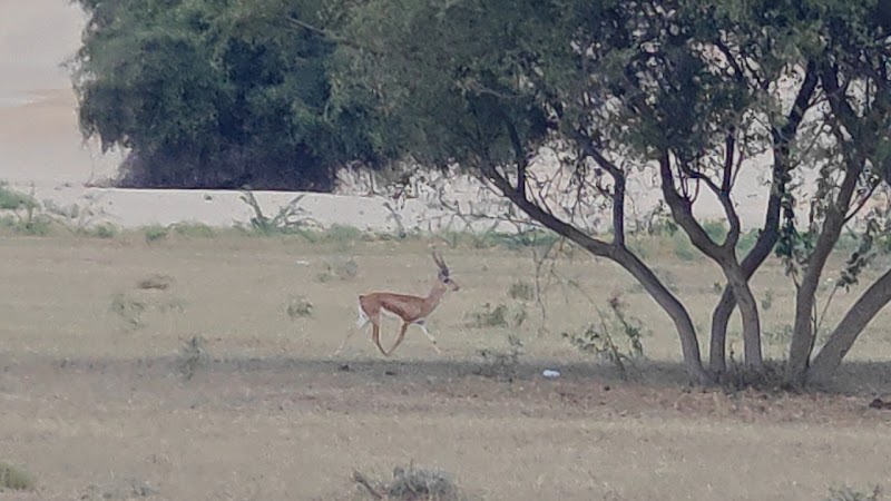 Khuri Sand Dunes - Khuri Sand Dunes, JP3G+C8, Dhoba, Rajasthan 345034, India