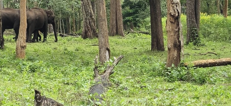 Nagarhole Safari Booking - Nagarhole Safari Booking, post office Safari point, Nagarhole Rd, Karnataka 571106, India