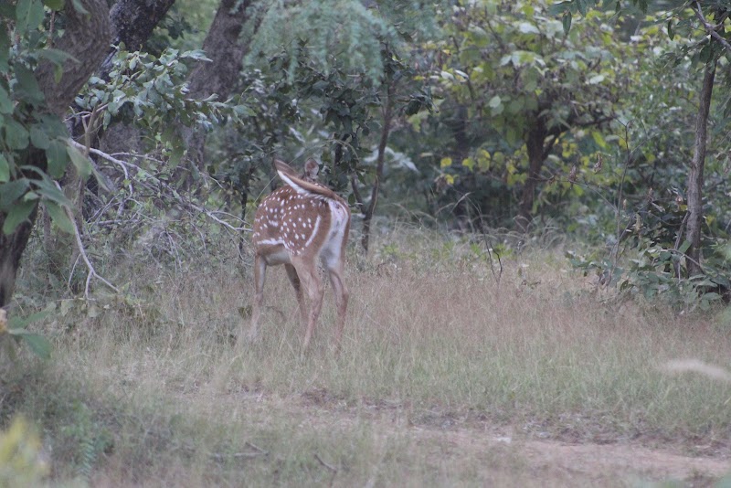 Madnapur Gate Tadoba (Buffer Zone) - Madnapur Gate Tadoba (Buffer Zone) 9CQ6+4Q8, Madnapur Tukum, Madnapur, Maharashtra 442903, India