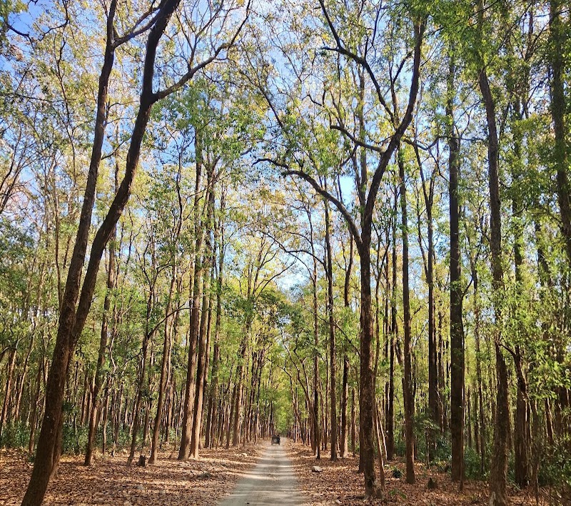 Jim Corbett National Park - Jim Corbett National Park Uttarakhand, India