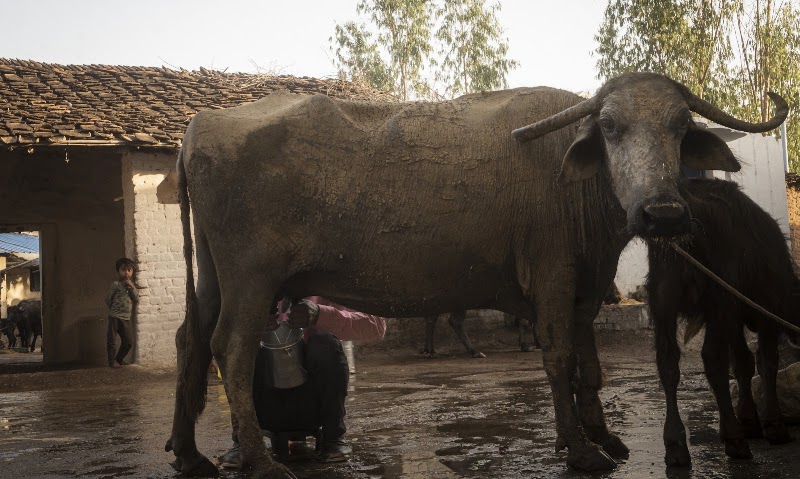 Madla - Madla, Madhya Pradesh 488001, India