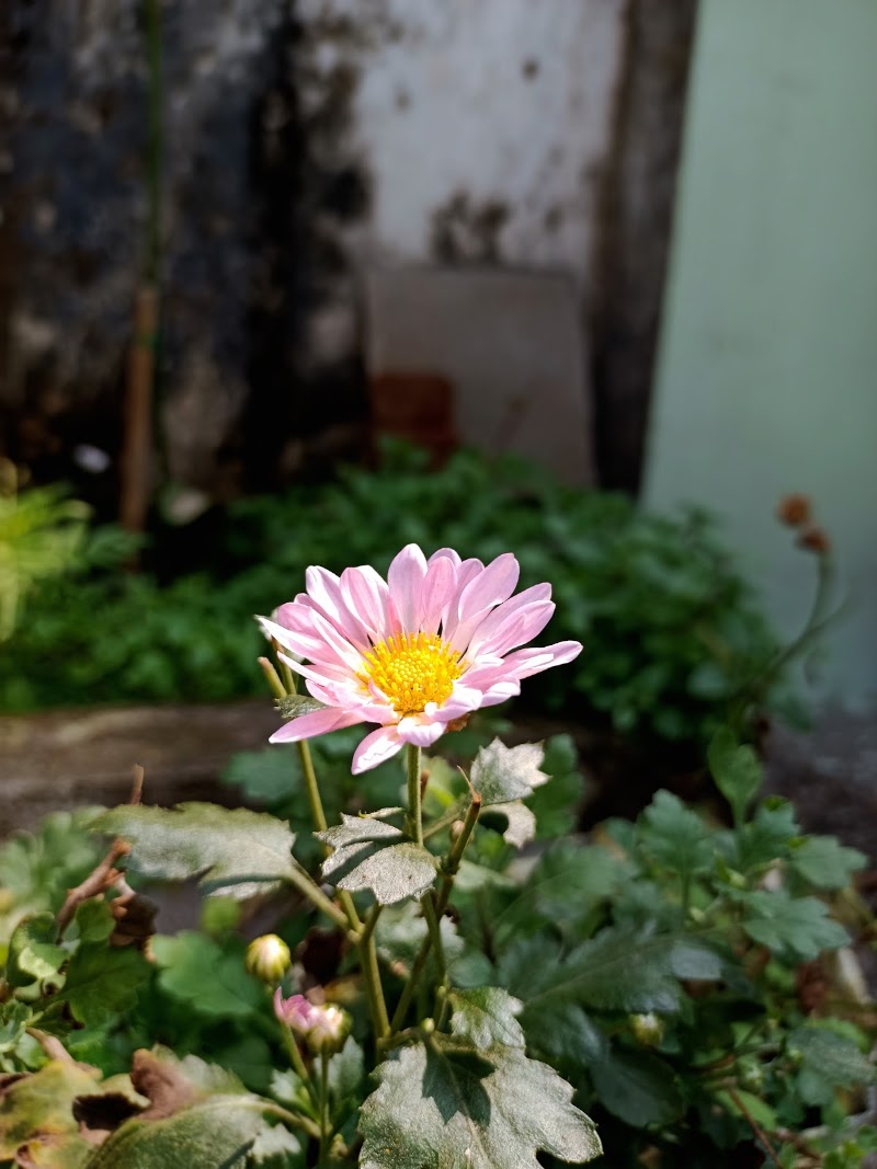 Koteswar sahukar hous - Koteswar sahukar hous, MH4V+PCG, Sanabankili, Odisha 765020, India