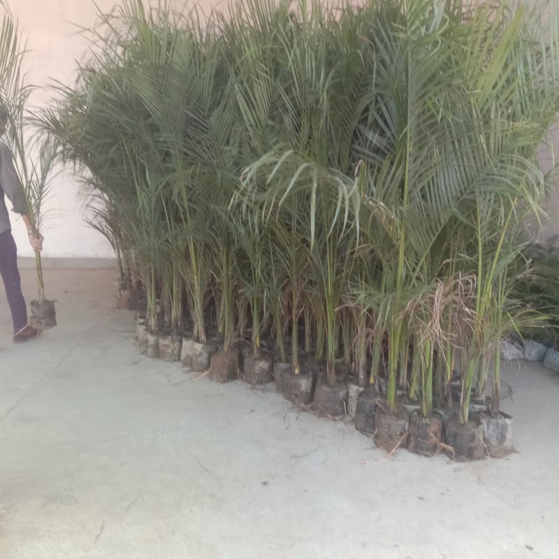 Vrikshawali - An Environmental Preservation Society - Vrikshawali - An Environmental Preservation Society, G.S. Residency 2nd, Flat No. F2, Plot No.141, Purani Chungi,, Ajmer Rd, Modi Nagar, Nirmohi Nagar, Jaipur, Rajasthan 302019, India
