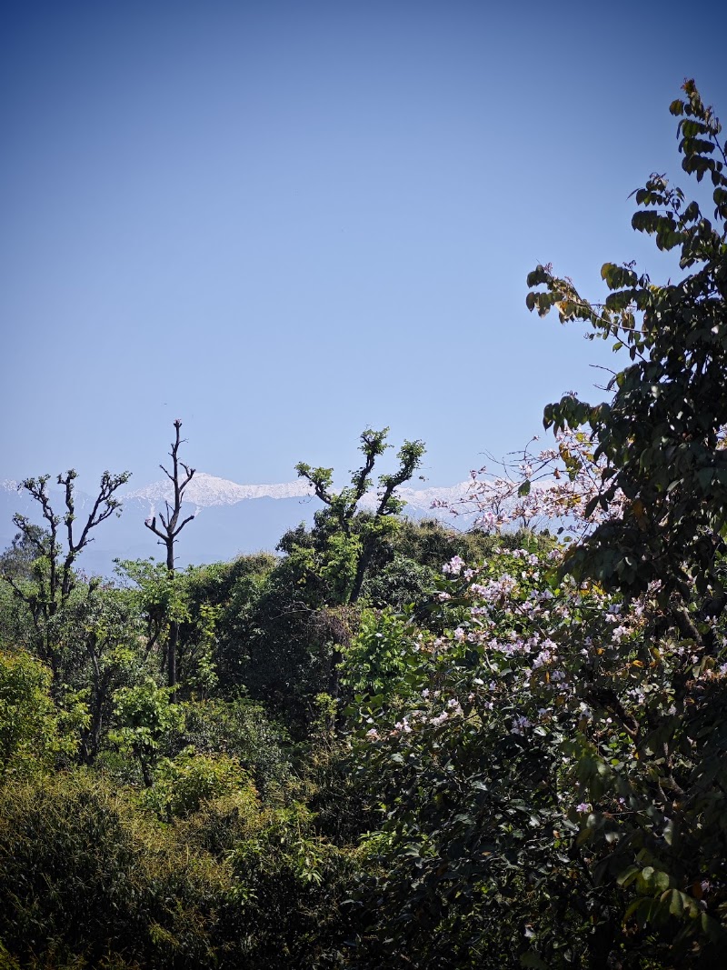 HillTop Orchard - HillTop Orchard, Mandi - Pathankot Rd, Raja Ka Bagh, Basa, Himachal Pradesh 176201, India