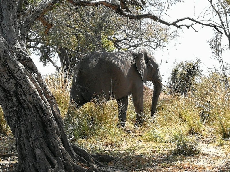 Zambezi River - Zambezi River