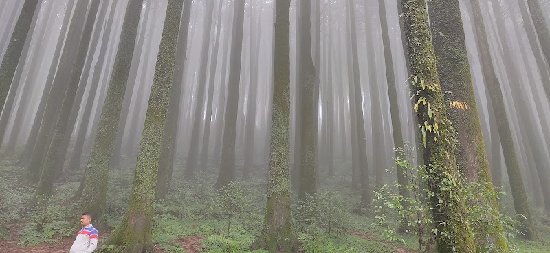 Majestic Pine Forest - Majestic Pine Forest X4VW+5PP, Mim Nagri Range, West Bengal 734221, India