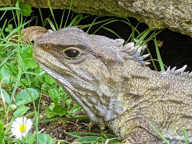 Zealandia Te Māra a Tāne - Zealandia Te Māra a Tāne 53 Waiapu Road, Karori, Wellington 6012, New Zealand