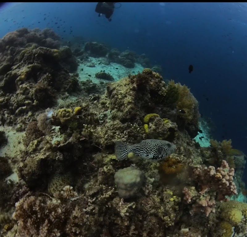 French Touch Diving - French Touch Diving, Panglao island, Purok 6, circumferential rd, Panglao, Bohol, Philippines