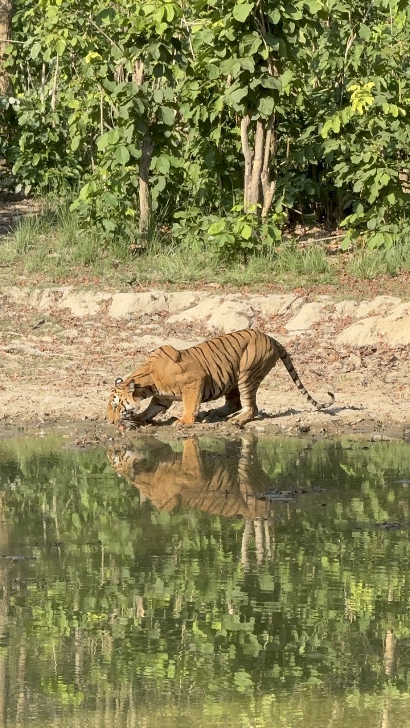 Jim Corbett Safari
