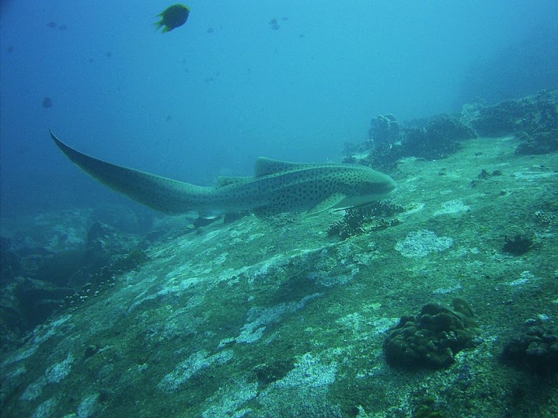 Pirate Divers Khao Lak - Pirate Divers Khao Lak 61/1 Moo 5 Bang Niang, Khao lak, อำเภอตะกั่วป่า พังงา 82220, Thailand