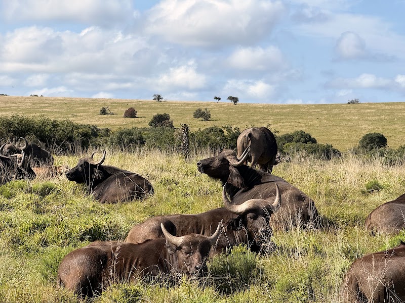 Amakhala Game Reserve - Amakhala Game Reserve, Paterson, 6130, South Africa