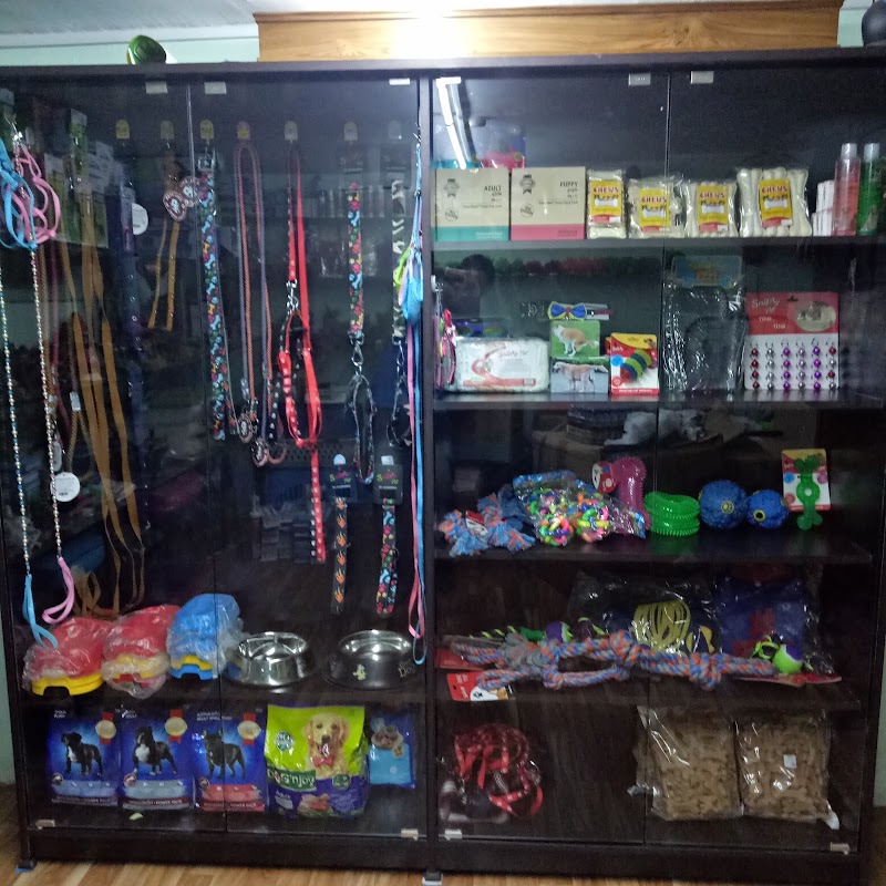 Blue Sea Aquariums - Blue Sea Aquariums Gandhi Chowk Khamtarai Market Shop No. 8, near Balaji Complex, behind shree h.p gass agency, Saptgiri Colony, Shrinagar, Raipur, Chhattisgarh 492008, India