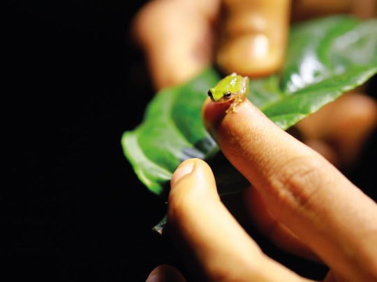 Wayanad Wild - CGH Earth - Wayanad Wild - CGH Earth Lakkidi, Kunnathidavaka, Kerala 673576, India