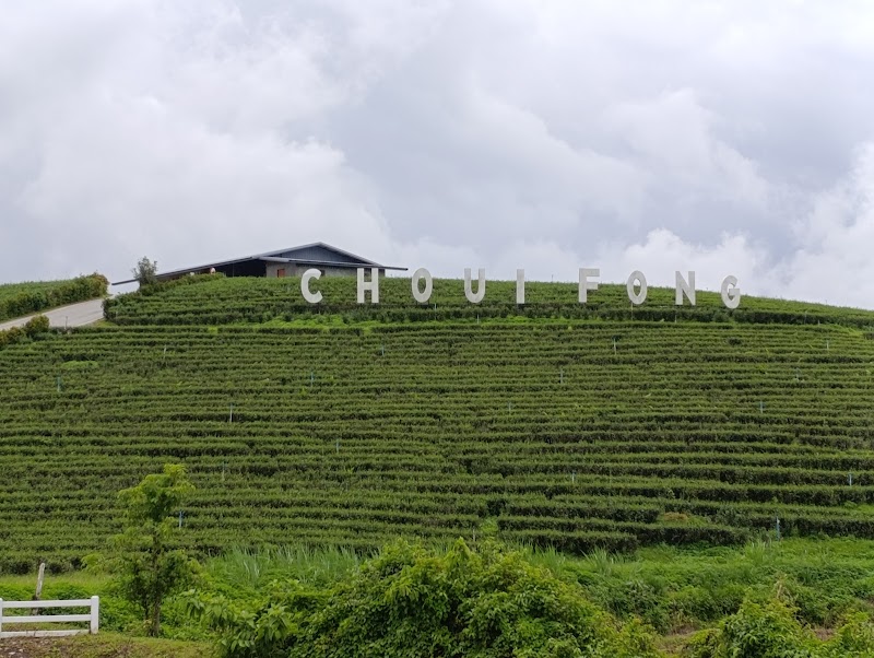 Choui Fong Tea Plantation - Choui Fong Tea Plantation, 157, Tambon Si Kham, Amphoe Mae Chan, Chang Wat Chiang Rai 57110, Thailand