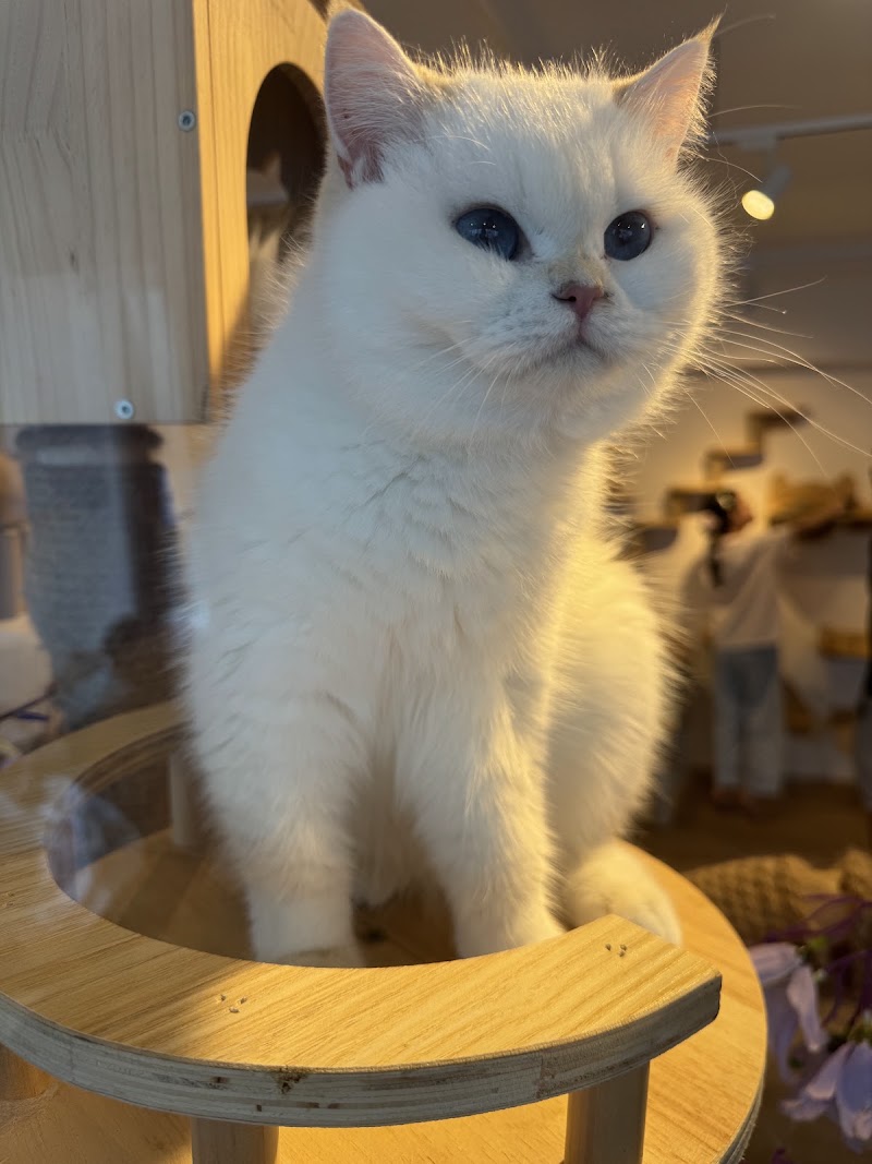 QQ Cats & Cafe - QQ Cats & Cafe 262 Balestier Rd, #01-03, Singapore 329714