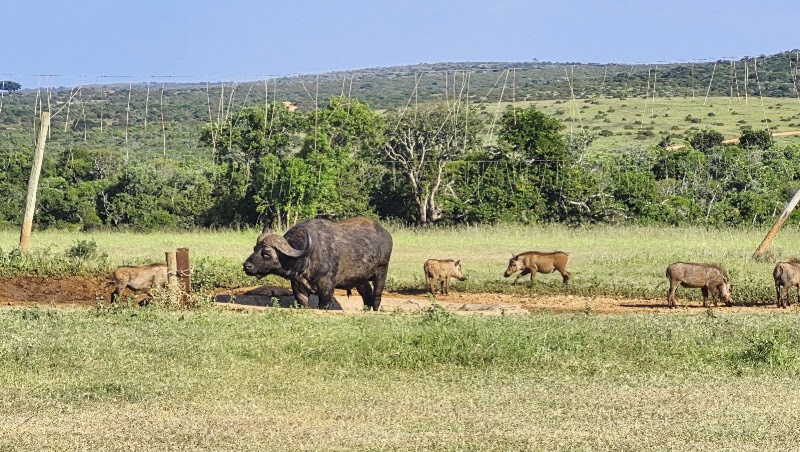 Addo Elephant National Park - Addo Elephant National Park South Africa