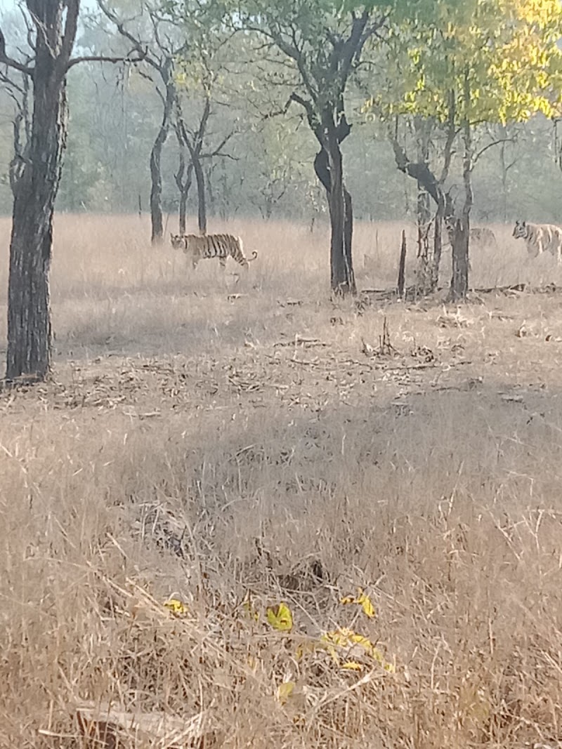 PANNA NATIONAL PARK SAFARI - PANNA NATIONAL PARK SAFARI, near Payal hotel, Sevagram, Khajuraho, Madhya Pradesh 471606, India