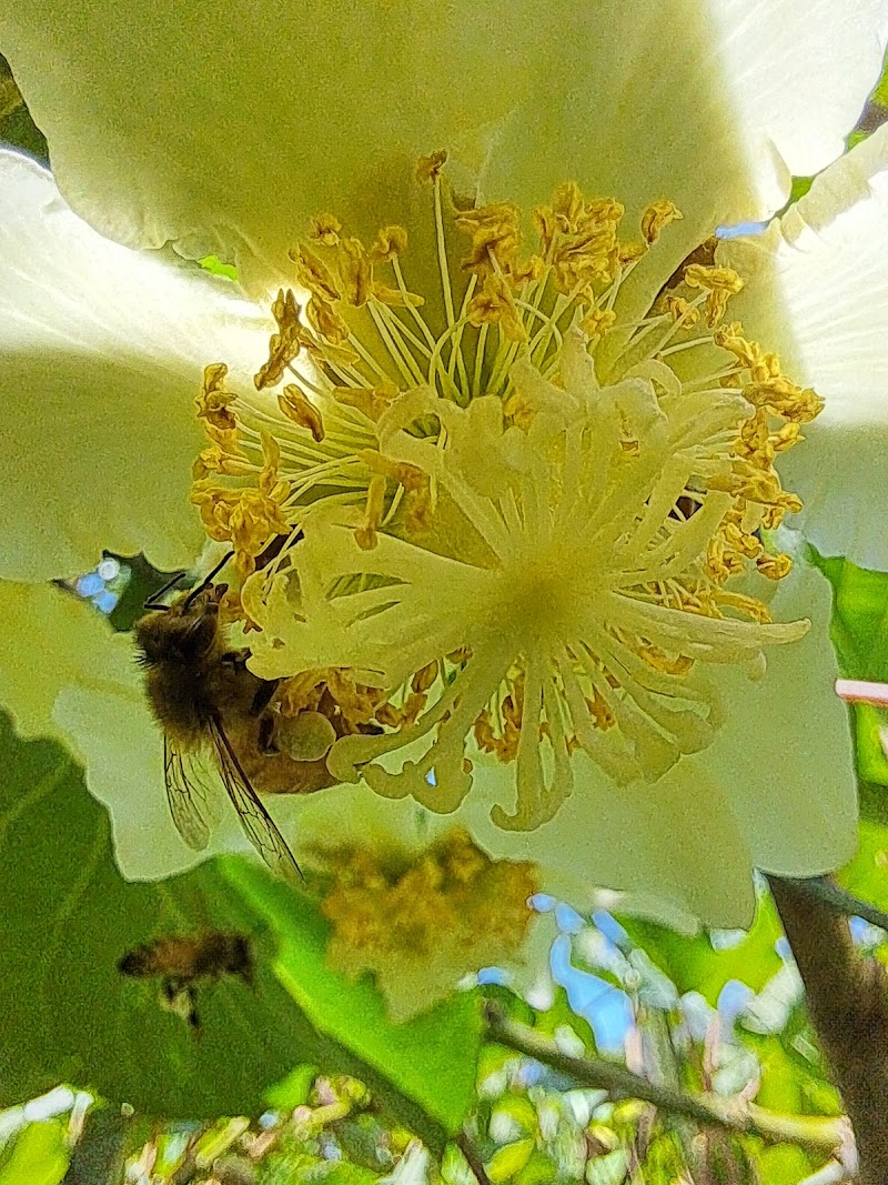 K S Orchards - K S Orchards, Sajla Bihal, Manali, Himachal Pradesh 175143, India