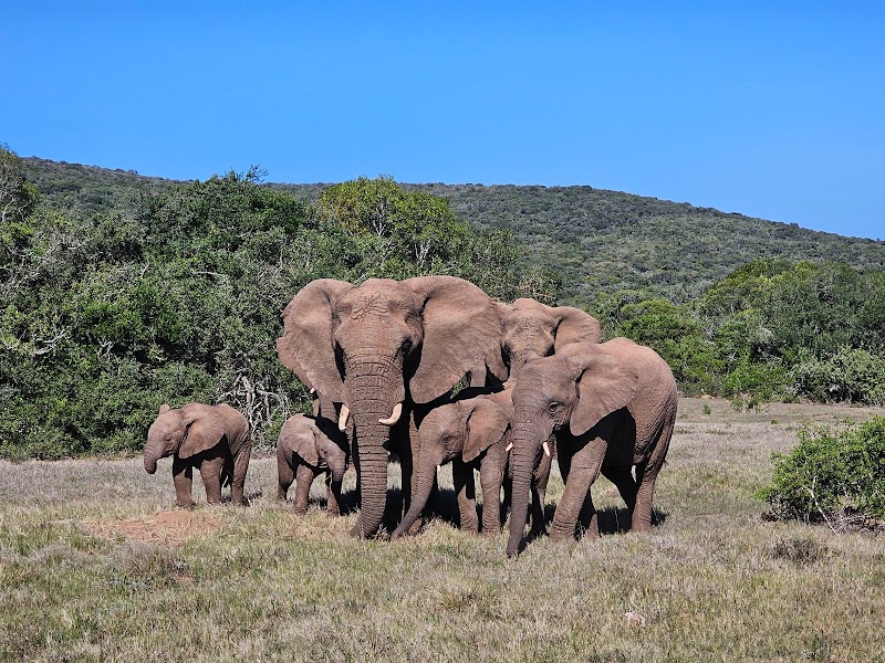 Schotia Safaris Private Game Reserve - Schotia Safaris Private Game Reserve, N 10 and Addo Heights, Ncanarha, 6130, South Africa