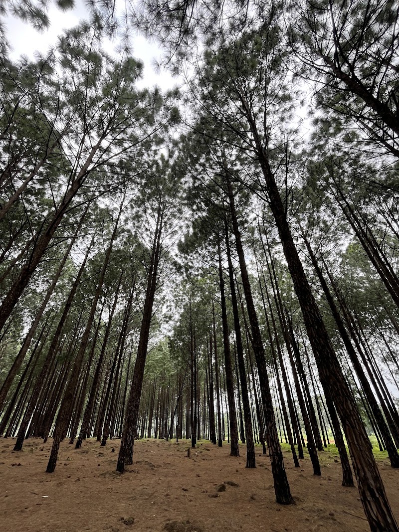 Pine Forest Koel View Point - Pine Forest Koel View Point F7PG+9X5 Koel View Point, Netarhat, Jharkhand 835218, India