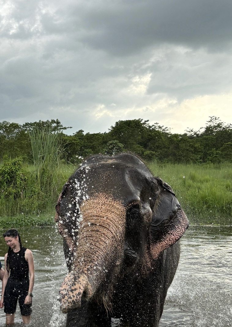 Elephant Care Nepal - Elephant Care Nepal Baadreni Road, Ratnanagar 44200, Nepal