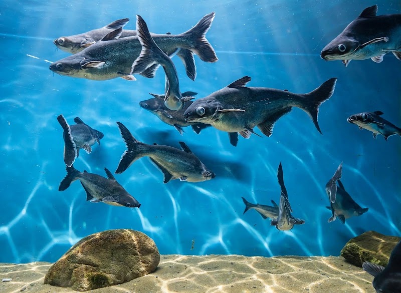 Namma Bengaluru Aquarium - Namma Bengaluru Aquarium Kasturba Rd, Shanthala Nagar, Bengaluru, Karnataka 560001, India