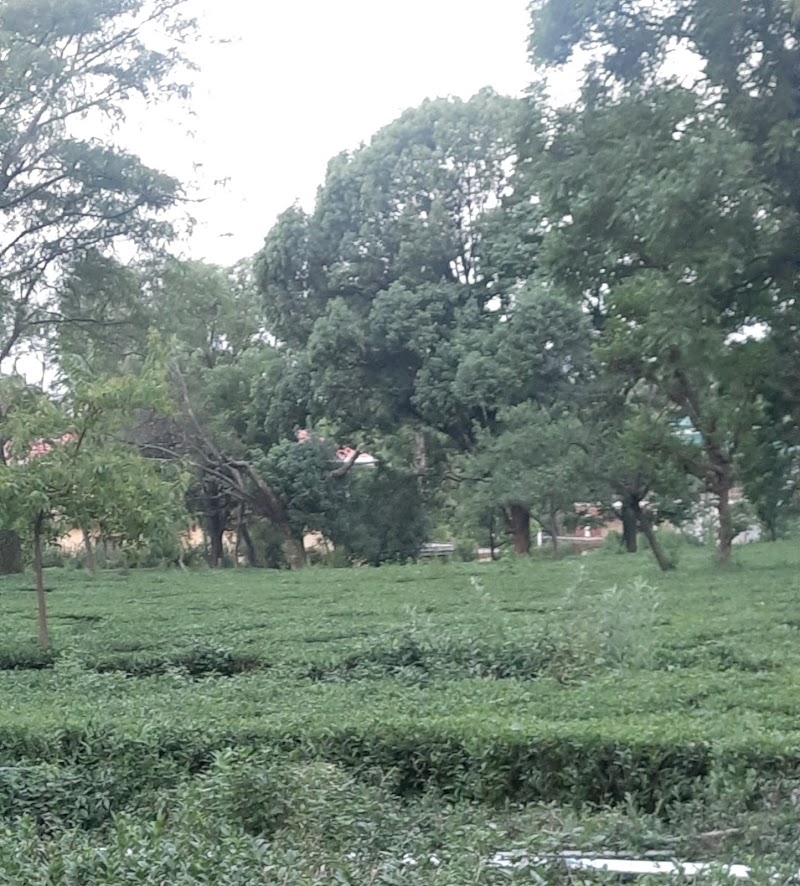 Bundla Tea Estate - Bundla Tea Estate Bundla Tea Estate, Palampur, Himachal Pradesh 176061