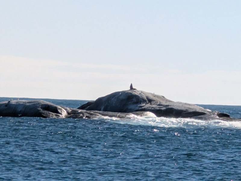 Bicheno Blowhole - Bicheno Blowhole, Douglas St, Bicheno TAS 7215, Australia
