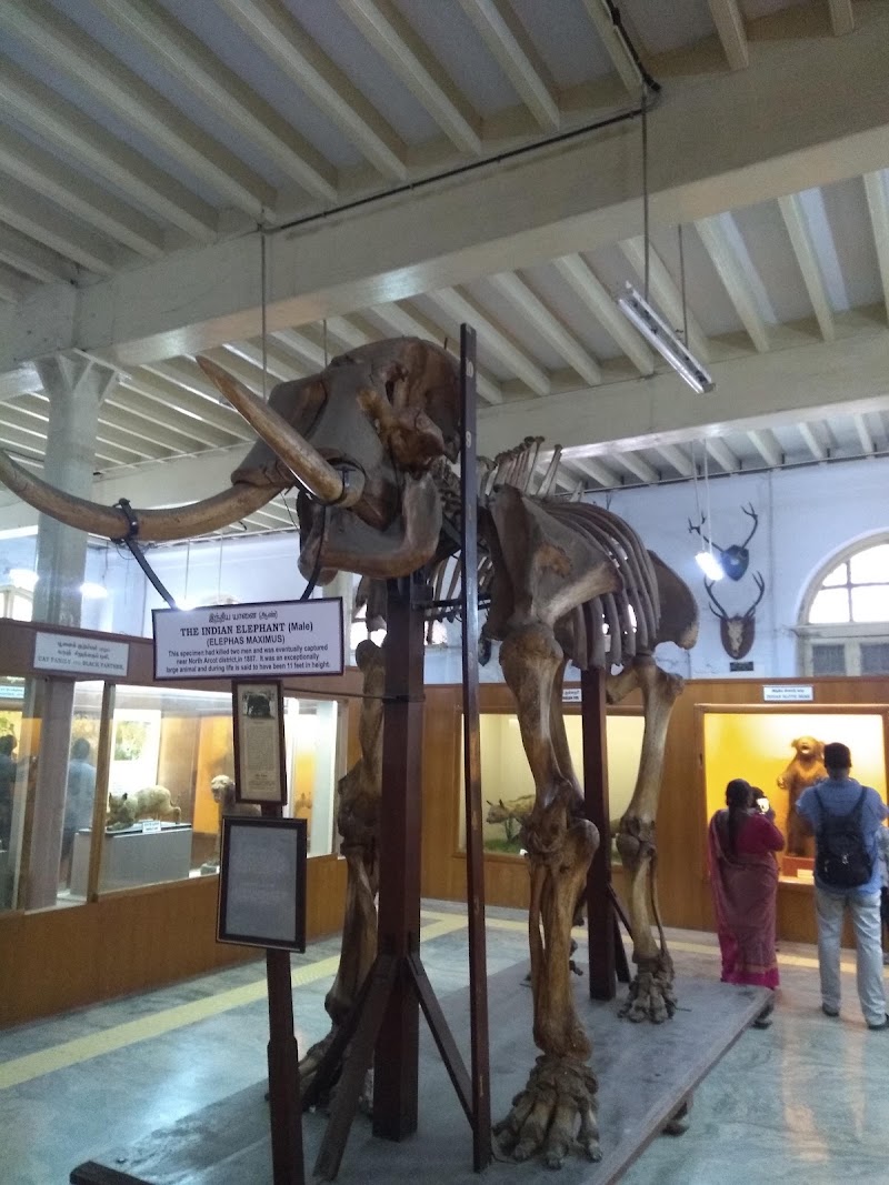 Government Museum Chennai - Government Museum Chennai Pantheon Rd, Egmore, Chennai, Tamil Nadu 600008, India