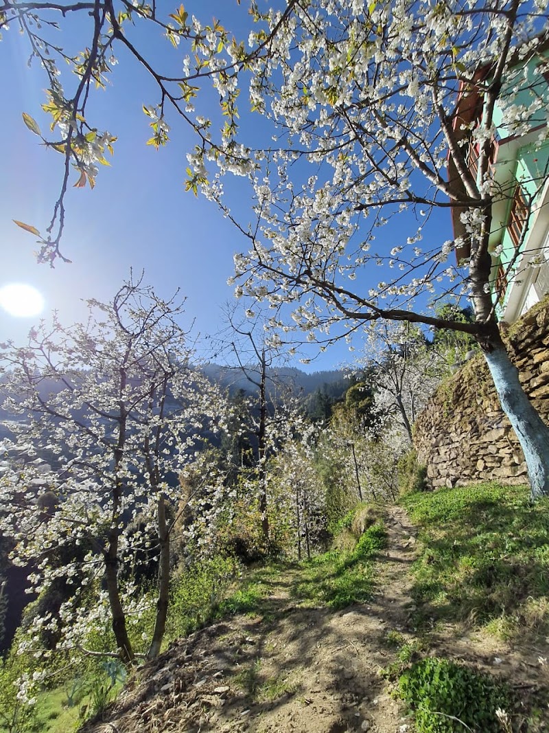 Cloverfield Apple/Cherry Orchard - Cloverfield Apple/Cherry Orchard, 7F7H+W5R, Kotgarh, Himachal Pradesh 171213, India