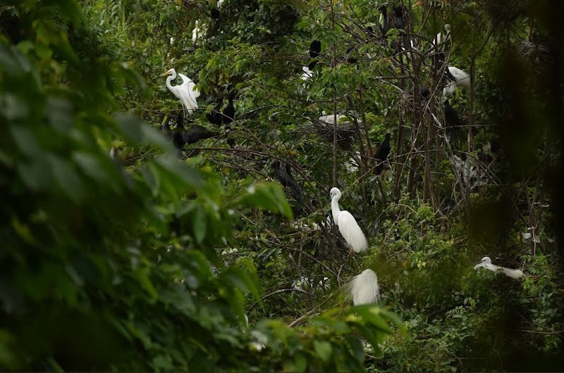 Kumarakom Bird Sanctuary - Kumarakom Bird Sanctuary, Kavanattinkara, Kumarakom, Kerala 686563, India