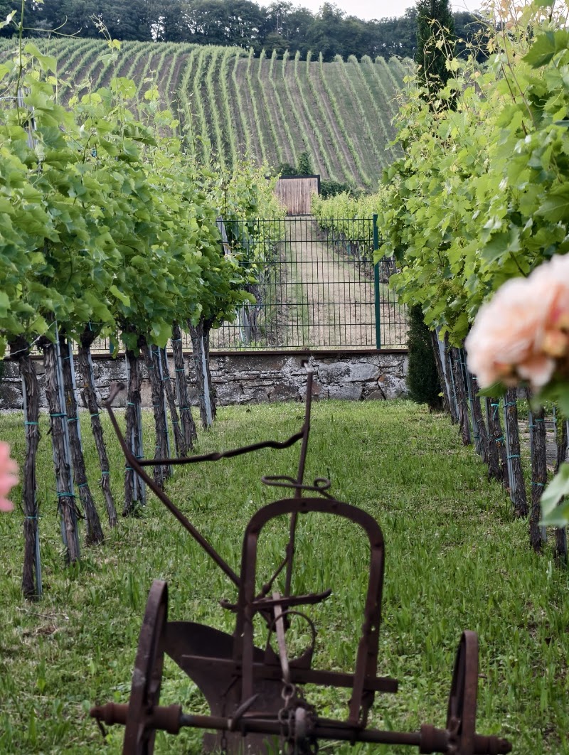 Fuhrgassl-Huber, Weingut und Buschenschank - Fuhrgassl-Huber, Weingut und Buschenschank, Neustift am Walde 68, 1190 Wien, Austria