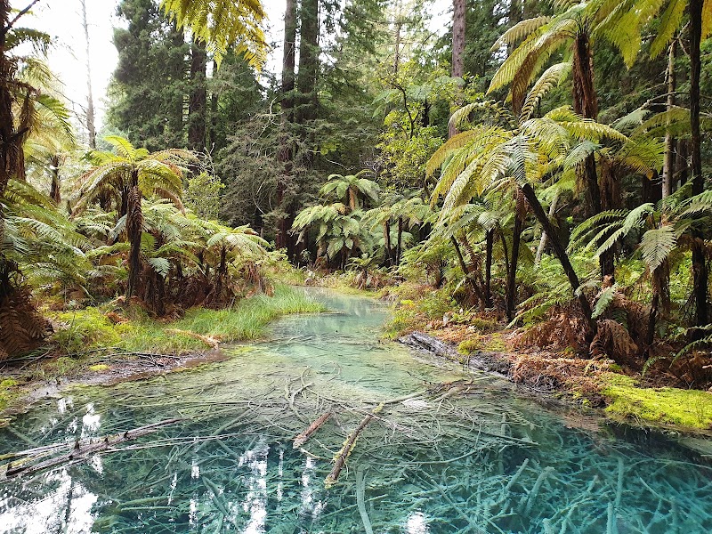 Redwoods – Whakarewarewa Forest - Redwoods – Whakarewarewa Forest Whakarewarewa, Rotorua 3074, New Zealand