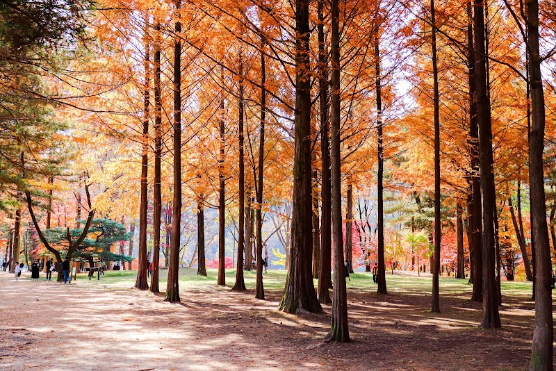 Nami Island - Nami Island 1 Namiseom-gil, Namsan-myeon, Chuncheon, Gangwon-do, South Korea