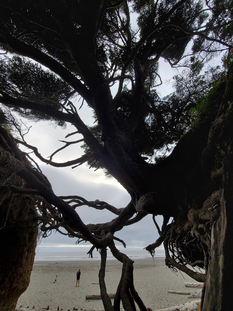 Tree of Life - Tree of Life, Forks, WA 98331, USA
