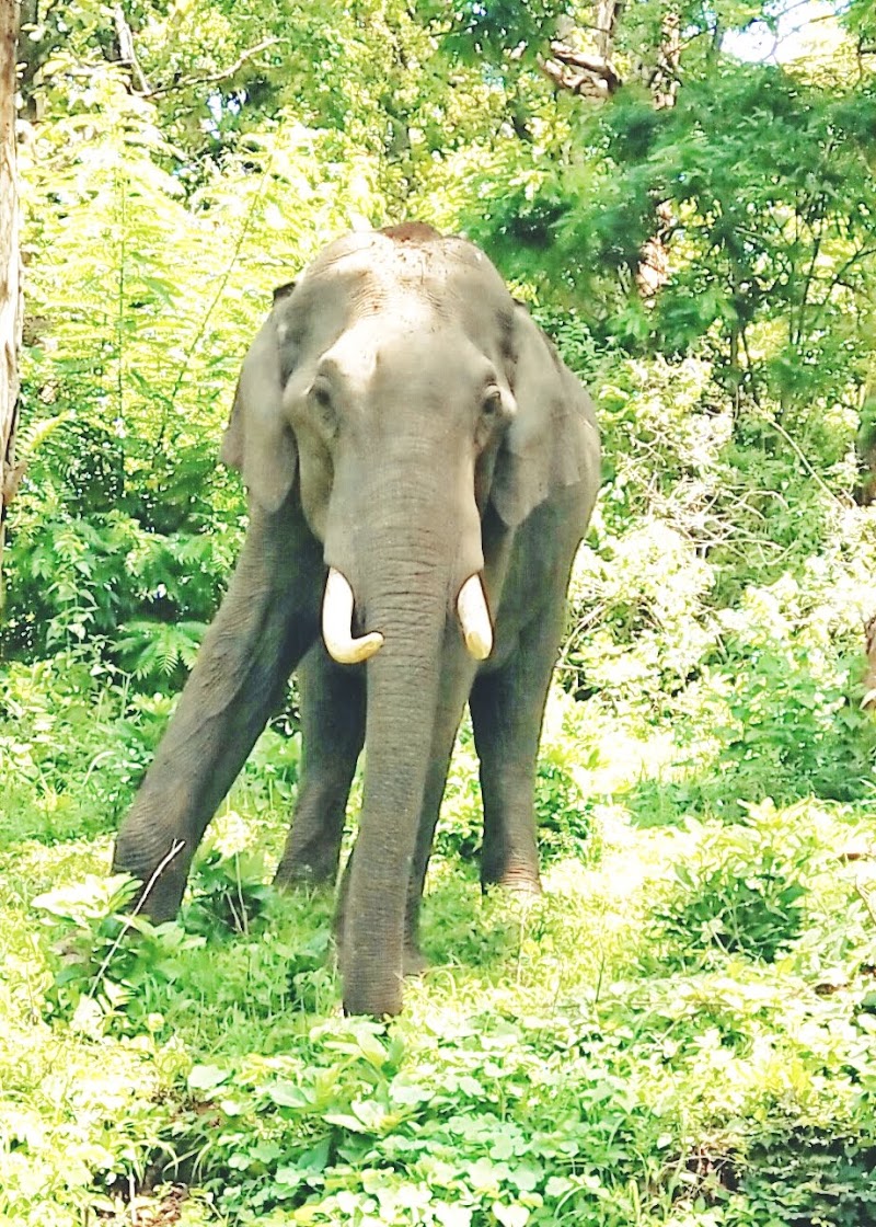 Wayanad Guide - Wayanad Guide, Meppadi, Natham Kuni, Kalpetta, Meppadi, Keralam 673577, India