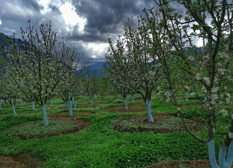 Sen apple Orchards - Sen apple Orchards, Ghrahar, Panarsa, Himachal Pradesh 175121, India