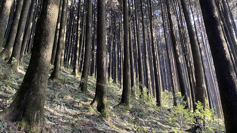 Majestic Pine Forest