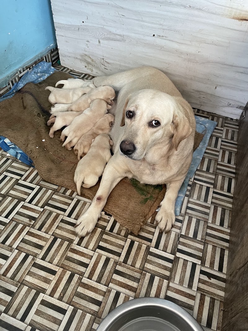 MC DOG FARMS - MC DOG FARMS, Kailash nagar kumhari Street no. 1, Kumhari, Chhattisgarh 490042, India