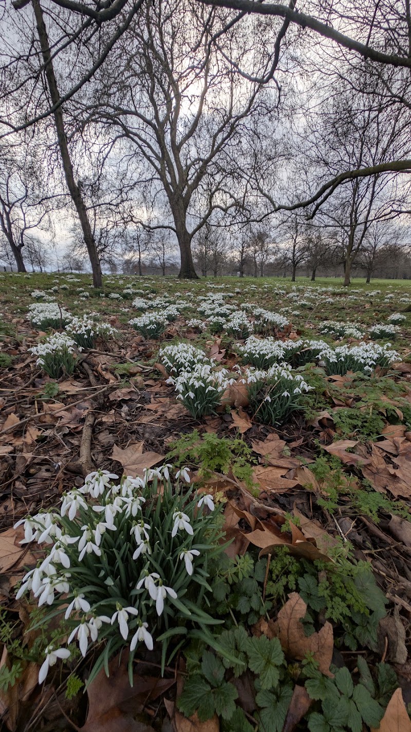 Serpentine Lodge - Serpentine Lodge Hyde Park, Serpentine Rd, London W2 2UH, UK